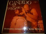 画像: CANDIDO/THE VOLCANIC