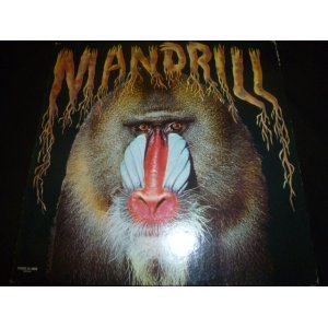 画像: MANDRILL/SAME