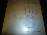 画像: JOHN CALE/DYING ON THE VINE (12")